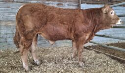 un veau mâle limousin dans un box