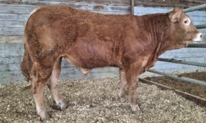 un veau mâle limousin dans un box
