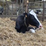Une vache couchée dans la paille