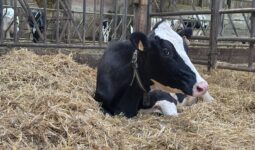 Une vache couchée dans la paille