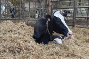 Une vache couchée dans la paille