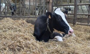 Une vache couchée dans la paille