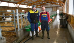 Deux éleveurs dans une nurserie bovine