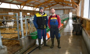 Deux éleveurs dans une nurserie bovine