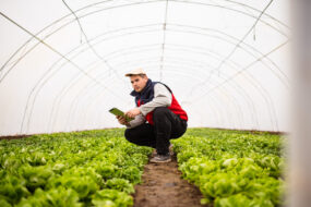 Un homme accroupi observe sa culture de salades dans un tunnel maraîcher