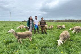 Deux jeunes femmes et un jeune homme entourés de brebis de race Lacaune dans une prairie