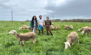 Deux jeunes femmes et un jeune homme entourés de brebis de race Lacaune dans une prairie