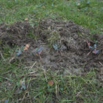 Des dégâts de sanglier dans une pâture