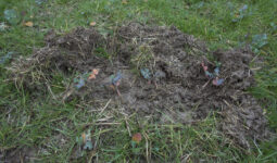 Des dégâts de sanglier dans une pâture