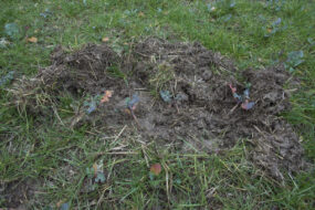 Des dégâts de sanglier dans une pâture