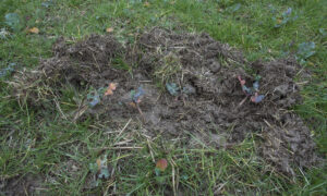 Des dégâts de sanglier dans une pâture