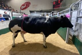 Une vache Blanc Bleu dans un ring de marché organisé
