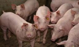 Porc en engraissement