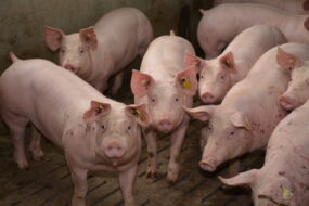 Porc en engraissement