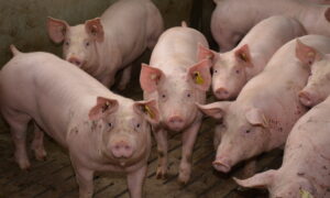 Porc en engraissement