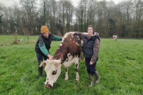 2 personnes autour d'une vache dans un champ