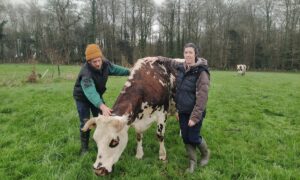 2 personnes autour d'une vache dans un champ