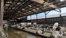 Des vaches de races Holstein couchées dans des logettes dans une étable