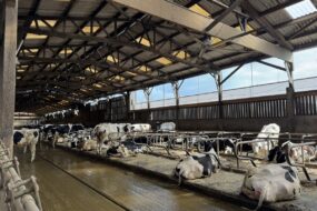 Des vaches de races Holstein couchées dans des logettes dans une étable