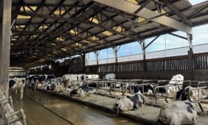 Des vaches de races Holstein couchées dans des logettes dans une étable