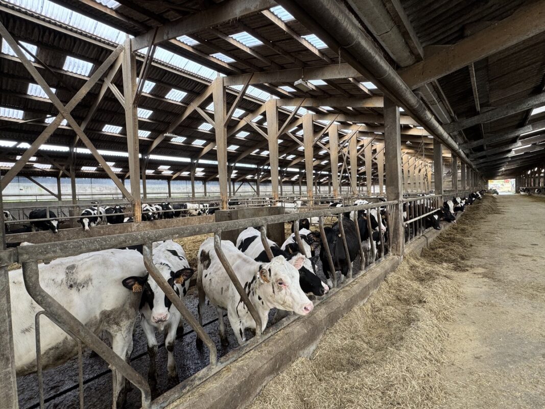 Des génisses de race Holstein dans une étable présentant de nombreux translucides en toiture