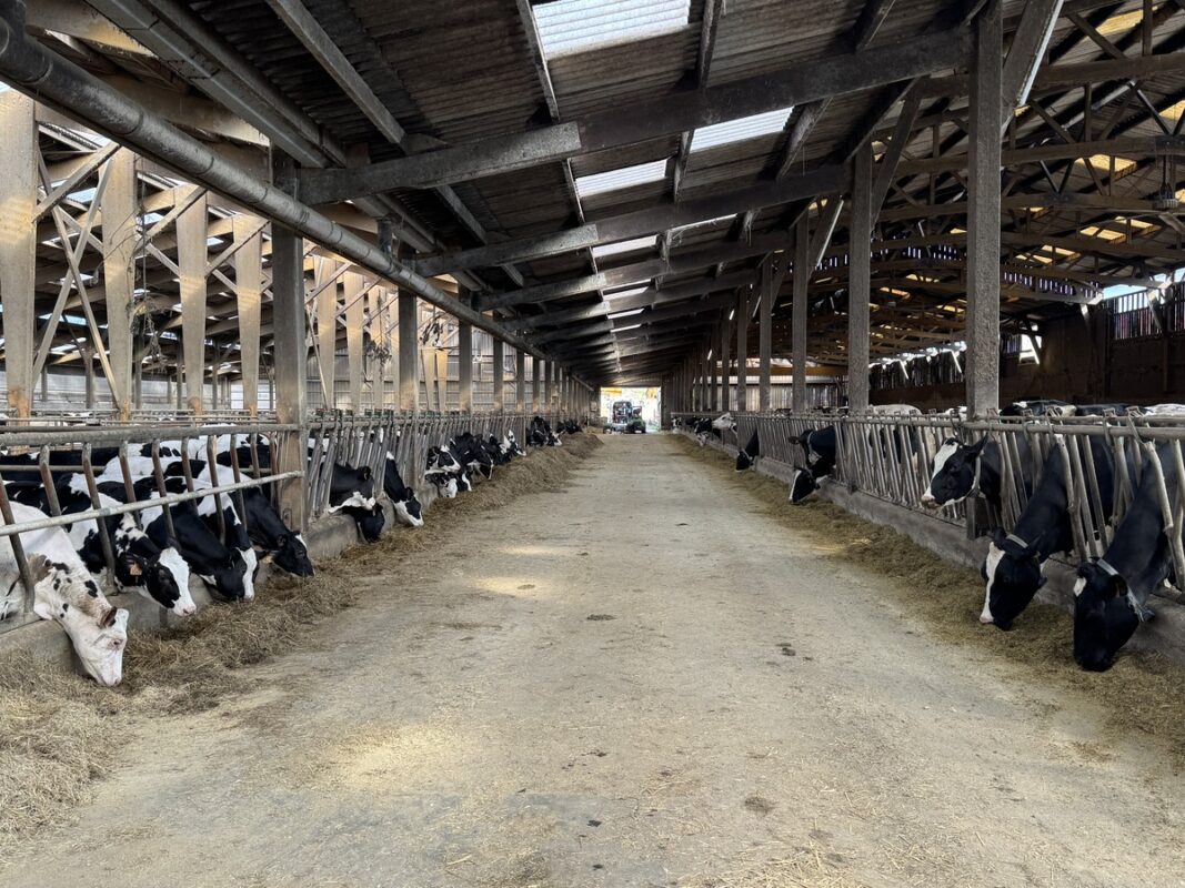 Des génisses et des vaches de race Holstein au cornadis dans une étable