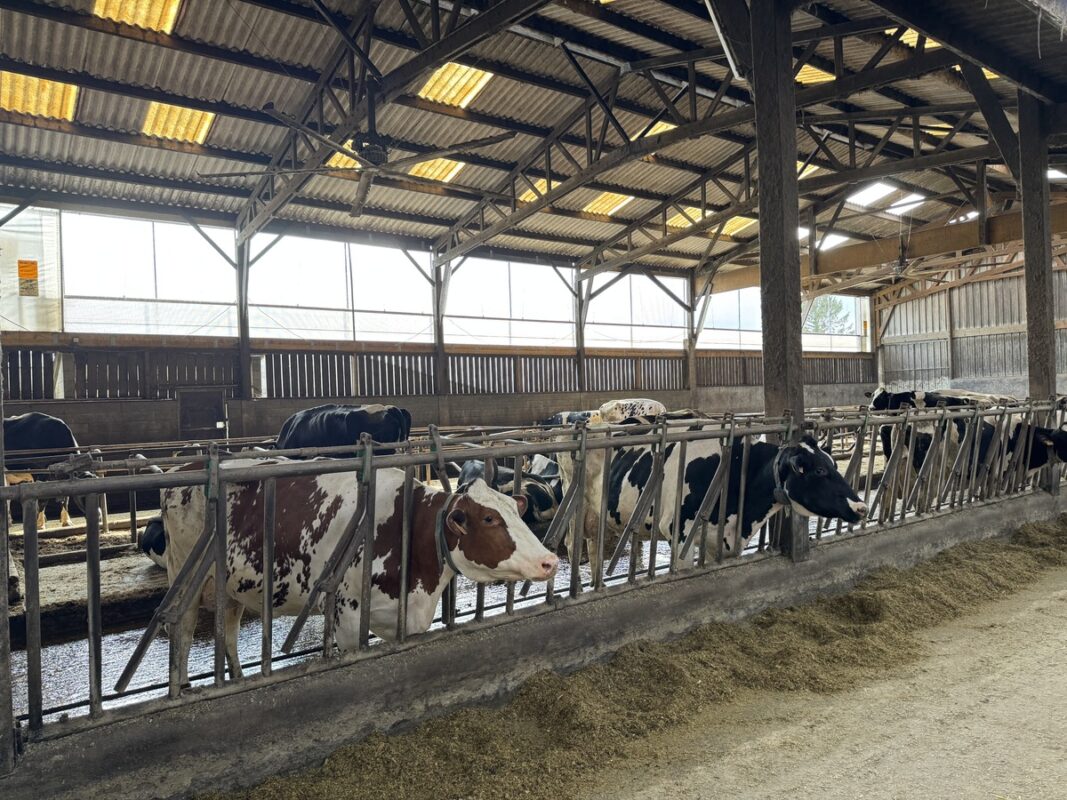 Vue d'une étable de vaches Holstein
