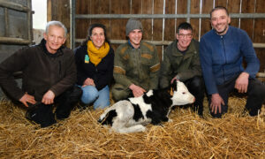 4 hommes et 1 femme souriants et accroupis dans un box paillé autour d'un veau couché