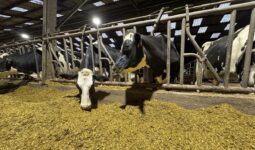 Desux vaches de race Holstein au cornadis en train de consommer une ration à base d'ensilage de maïs dans une étable