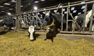 Desux vaches de race Holstein au cornadis en train de consommer une ration à base d'ensilage de maïs dans une étable