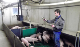 Un éleveur mesure l'exposition à l'ammoniac de ses porcelets dans un bâtiment d'élevage