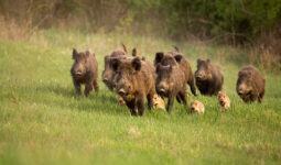 Compagnie de sangliers qui court dans un champ