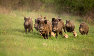 Compagnie de sangliers qui court dans un champ