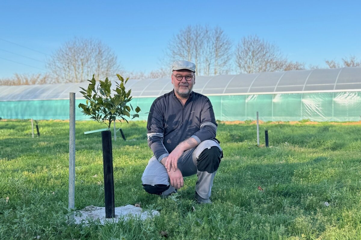Un homme près d'un jeune plant d'agrume devant une serre tunnel au second plan - Illustration La Bretagne, terre d’agrumes