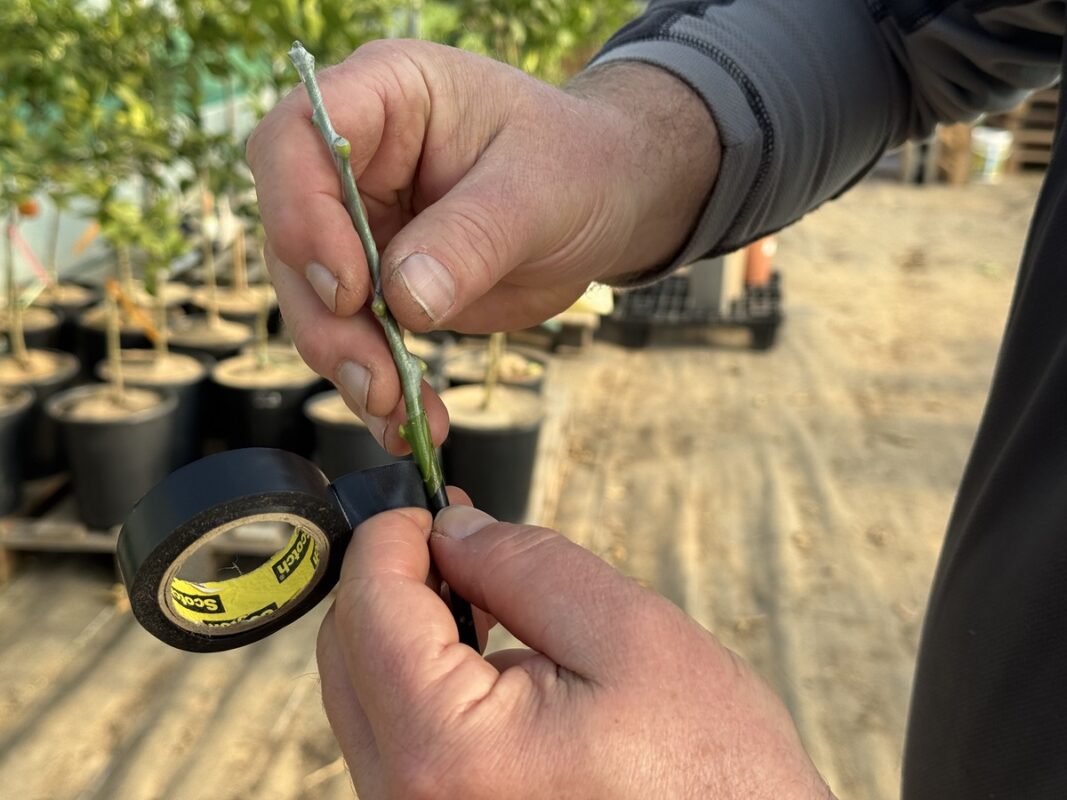 Deux mains en train de réaliser une greffe dans une pépinière