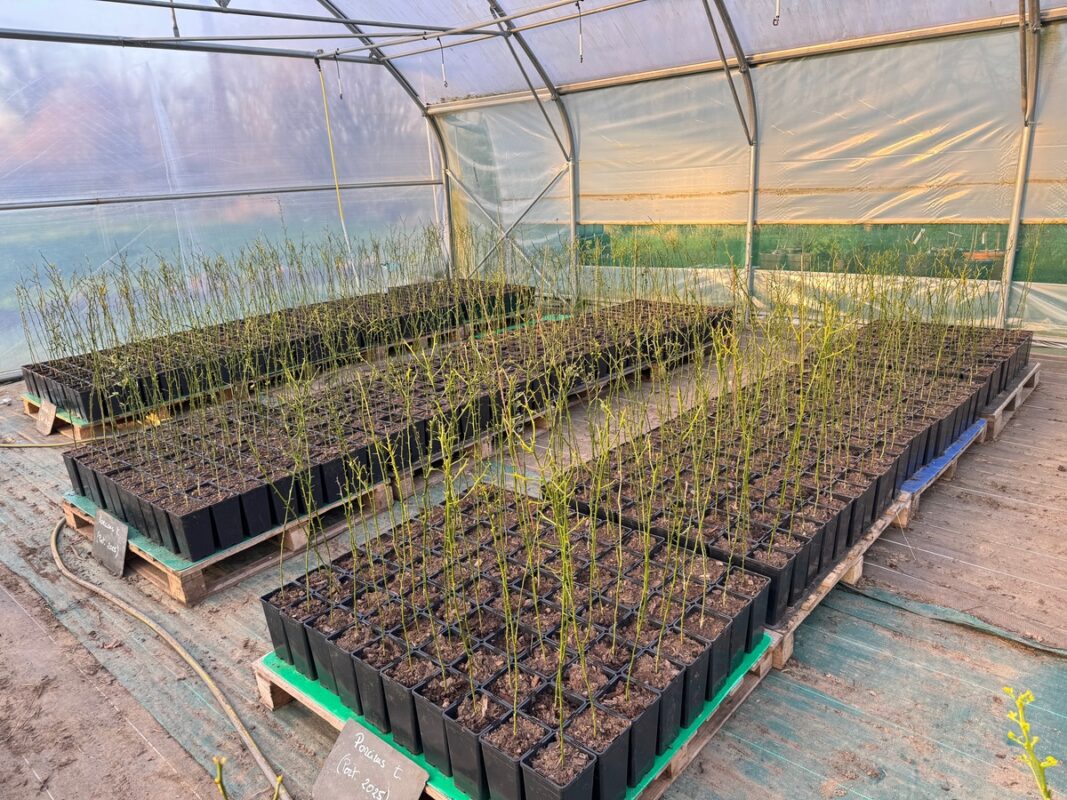 Des plants sous une serre tunnel