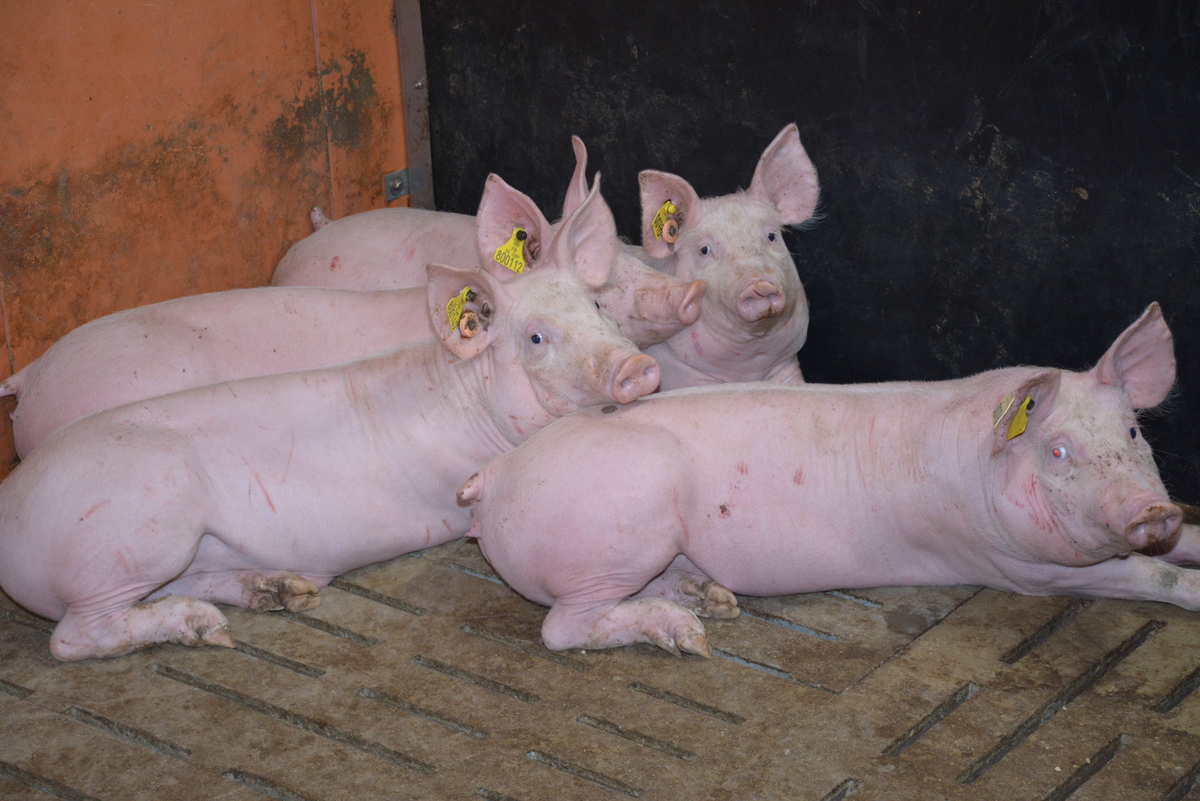 Des porcs sur caillebotis couchés dans le coin d'une case - Illustration Seule la production porcine devrait augmenter en Europe, en fin 2026