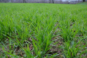 Des cultures de céréale au stade épi 1 cm