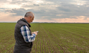 Un homme dans un champ de culture qui regarde son téléphone