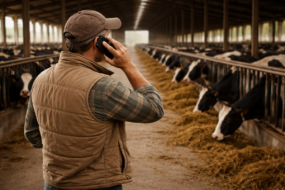 Agriculteur avec son téléphone à l'oreille dans un étable