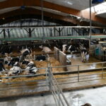 vue de haut d'un bâtiment avec des vaches en logettes et un robot de traite