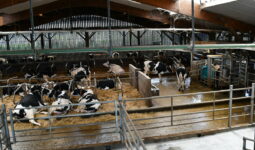 vue de haut d'un bâtiment avec des vaches en logettes et un robot de traite