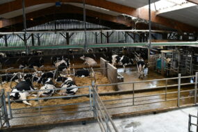 vue de haut d'un bâtiment avec des vaches en logettes et un robot de traite