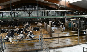 vue de haut d'un bâtiment avec des vaches en logettes et un robot de traite