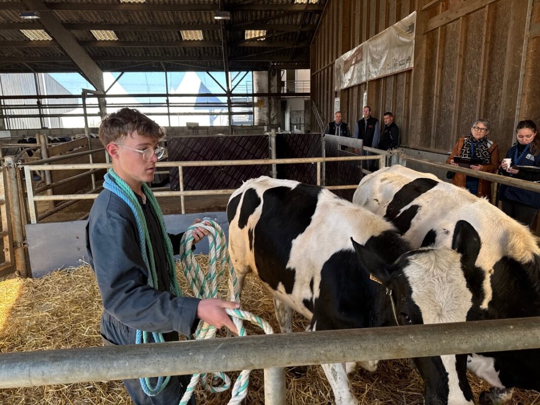 Un jeune homme muni d'une cordre s'approche de deux génisses de race Holstein