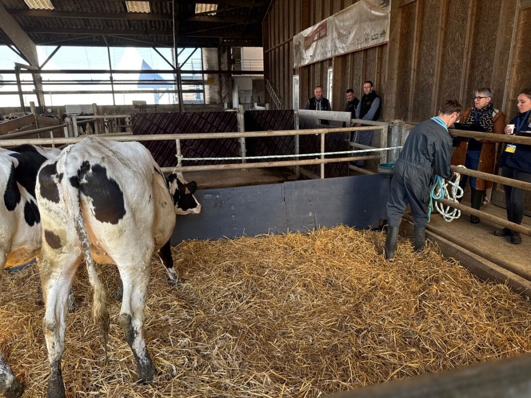 Un jeune homme attache une génisse de race Holstein à l'aide d'une corde