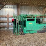 Un homme observe un étudiant intervenir sur une génisse dan sune cage de contention