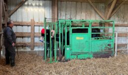 Un homme observe un étudiant intervenir sur une génisse dan sune cage de contention