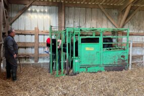 Un homme observe un étudiant intervenir sur une génisse dan sune cage de contention