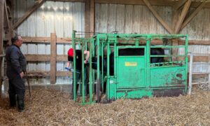 Un homme observe un étudiant intervenir sur une génisse dan sune cage de contention
